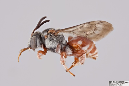 [Sphecodopsis female (lateral/side view) thumbnail]